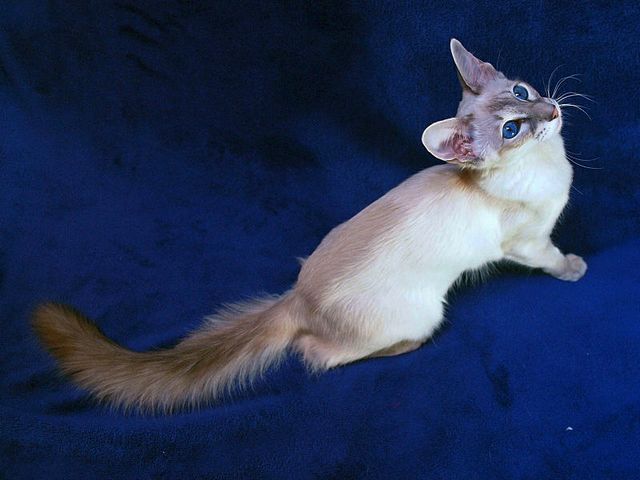 Выведенные породы кошек в Няндоме | ЗооТом портал о животных