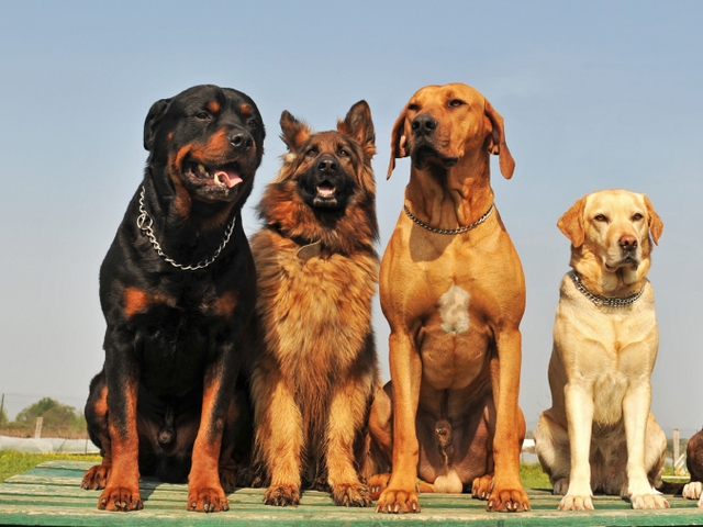 Крупные породы собак в Няндоме | ЗооТом портал о животных