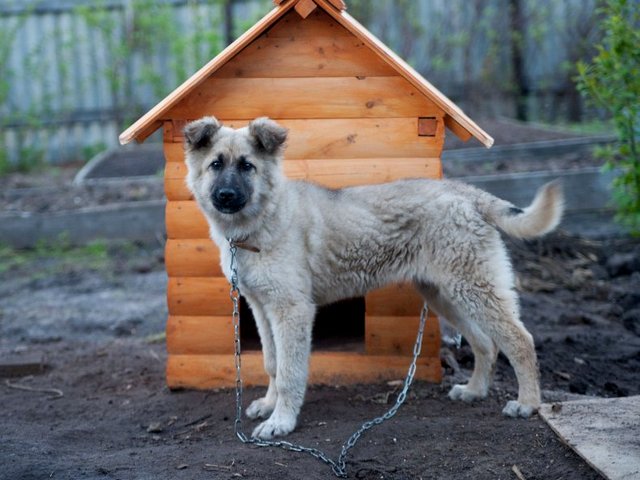 Все о собаках в Няндоме